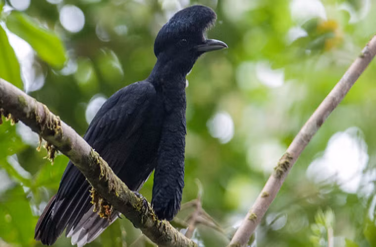 Chim sơn ca Umbrellabird sẽ khiến bạn “há hốc miệng” khi nhìn thấy. Nó có một phần phụ dài, phủ lông, nối từ cổ xuống, trông như một chiếc que. “Cái roi” này có thể phình to ra khi chủ nhân của nó đi tán tỉnh. Loài chim hiếm này sống ở một khu vực rất nhỏ ở Ecuador và Columbia.