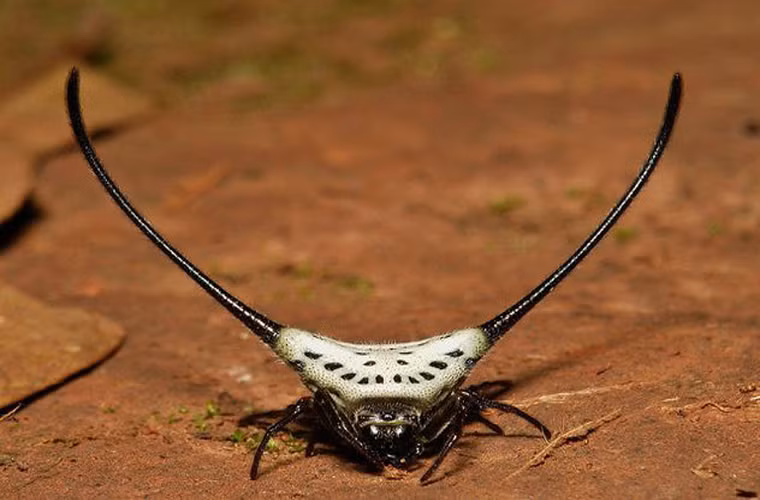 Loài nhện có tên Macracantha là loài nhện vườn khiến ban ngạc nhiên. Thay vì trông giống như những loài nhện thông thường, loài này cho bạn cảm giác như vừa nhìn thấy một cái đầu lâu bò. Sừng ở nhện đã là lạ, nhưng với kích thước gấp 4 lần chiều dài cơ thể của nó hẳn sẽ khiến bạn ngạc nhiên. Sừng của loài này không có tác dụng gì ngoài tác dụng “lấy le” khi đi tán tỉnh nhện cái.