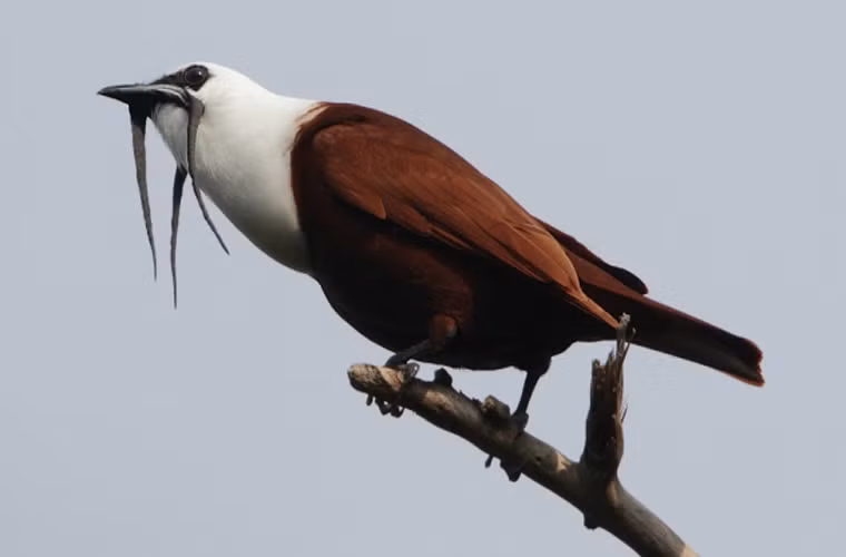 Trong khi những loài chim sơn ca khác được biết đến bởi vẻ đẹp và tiếng hát êm dịu, loài chim sơn ca 3 râu khiến mọi người ngạc nhiên bởi giọng to và ngoại hình xấu xí. Loài này hiện đang bị xếp vào danh sách các loài động vật nguy hiểm.