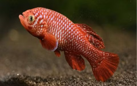 Cá Nothobranchius kadleci đang giữ kỷ lục về tốc độ sinh trưởng và thời gian sinh sản sau khi nở.