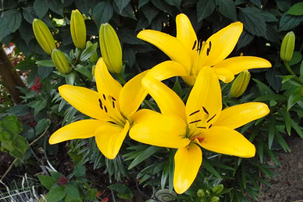 Tuan moi tu 5/12, 3 con giap van may cao ngat, su nghiep phat-Hinh-3