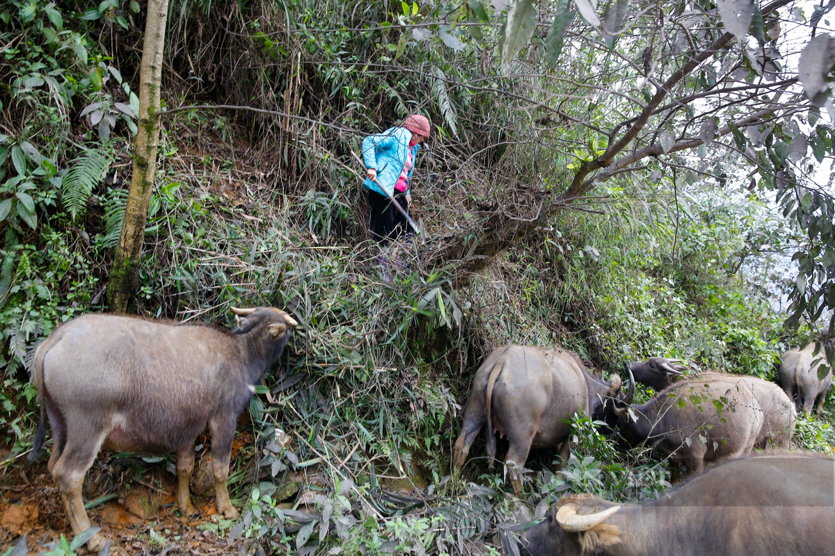 Người dân cho biết, đợt lạnh này sẽ ảnh hưởng xấu đến sức khỏe của đàn gia súc.