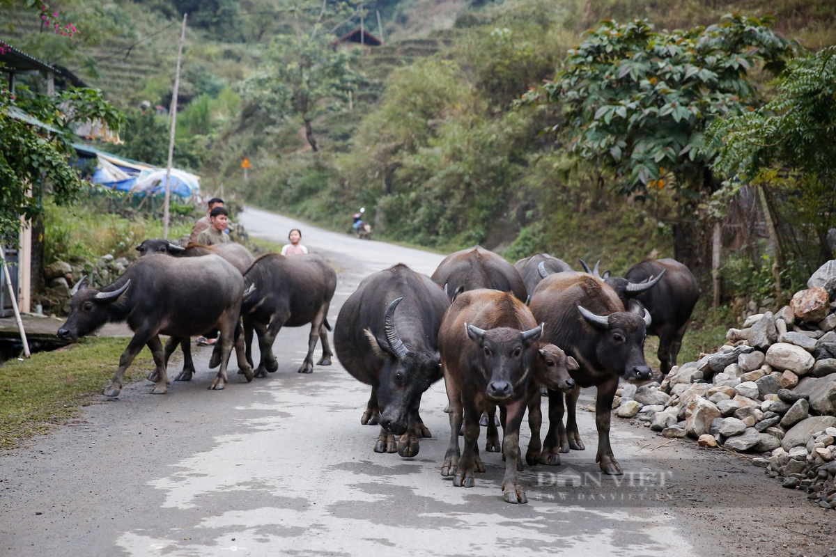 Theo dự báo thời tiết, nhiệt độ tại thị xã Sa Pa những ngày này dự kiến ở mức thấp nhất từ 0 - 8 độ C, nguy cơ xuất hiện băng giá tại vùng cao như đỉnh núi Fansipan.
