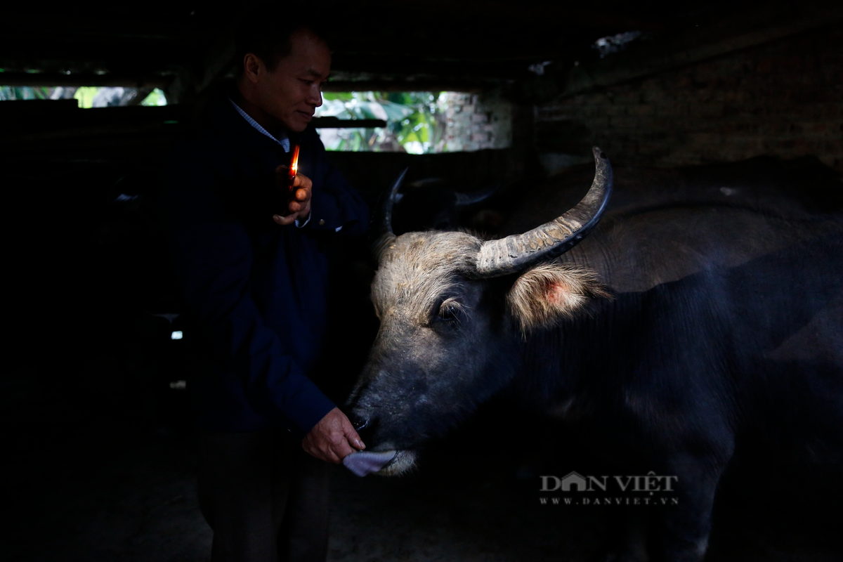 Ông Tin kiểm tra sức khỏe của đàn trâu sau khi đưa chúng trở về chuồng. "Giá trị của trâu rất lớn, có thể lên đến 50 triệu đồng/con nên chúng tôi phải bảo vệ tài sản của mình", ông Tin chia sẻ.