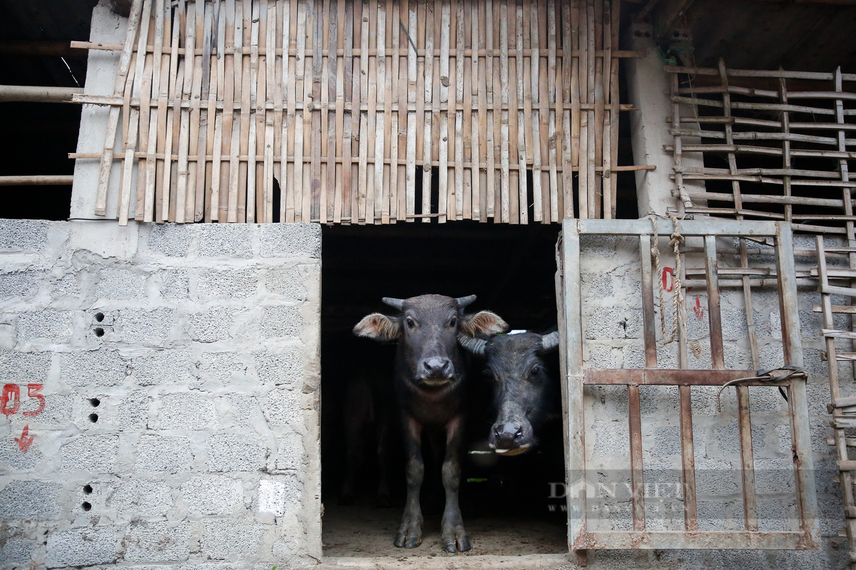 Chuồng trại được nhiều hộ dân gia cố để chắn gió.