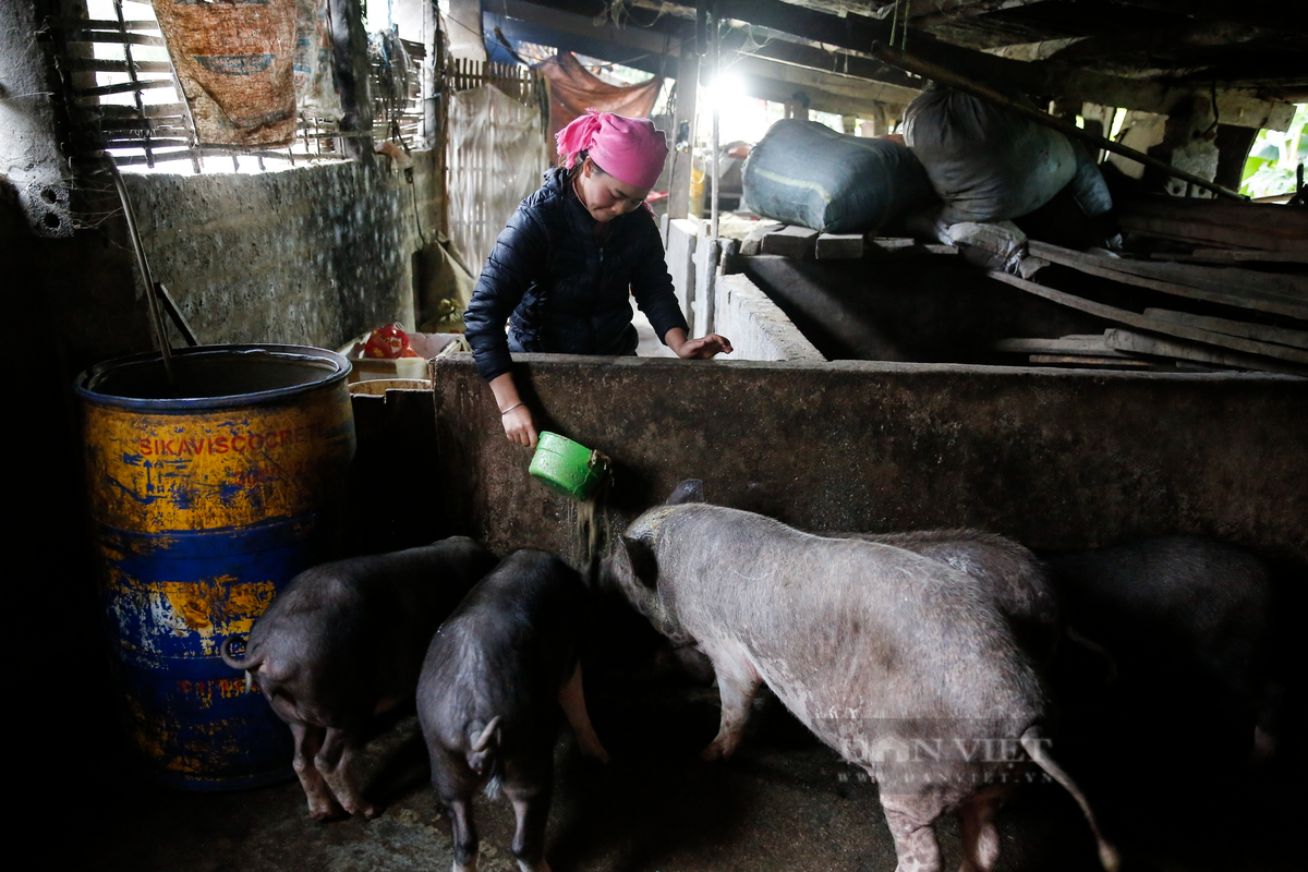 Mọi đồ ăn, thức uống đều phải được làm ấm trước khi cho lợn ăn, chị Tuyển cho biết.