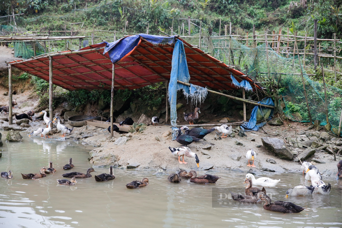 Cũng theo ghi nhận, các hộ nuôi gia cầm cũng chuẩn bị sẵn tinh thần đối phó với đợt rét đậm, rét hại bằng cách dựng lều, lán.