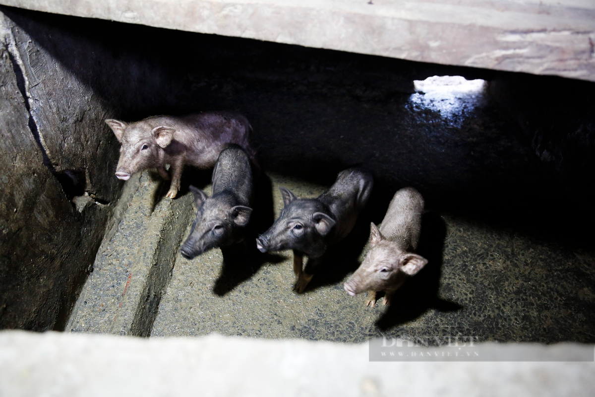 Chuồng lợn được che chắn kín mít để tránh gió lùa, ảnh hưởng đến sức khỏe đàn lợn, đặc biệt là lợn con.