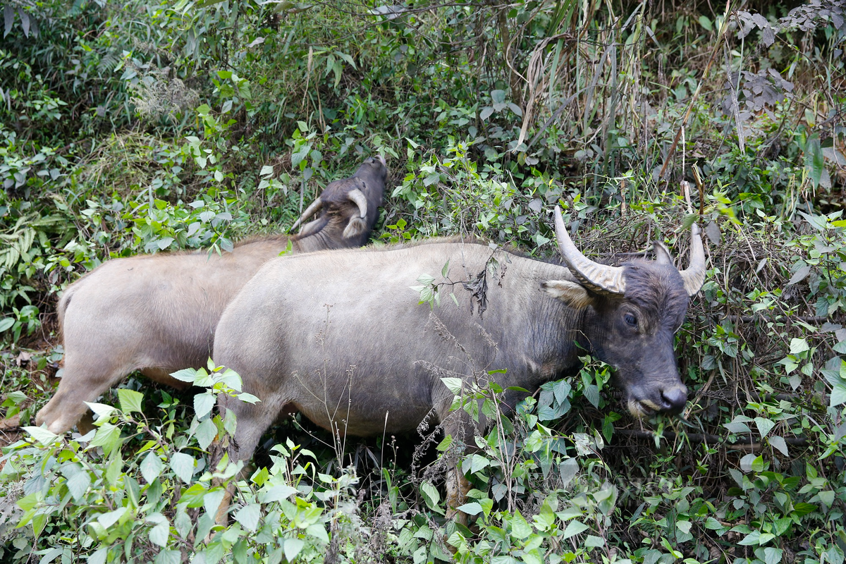 Theo tìm hiểu, những con trâu này đã ở trong rừng cả tuần và khi nghe tin dự bảo rét đậm, rét hại, người dân đã chủ động lùa trâu về chuồng hoặc xuống vùng thấp hơn để tránh rét.