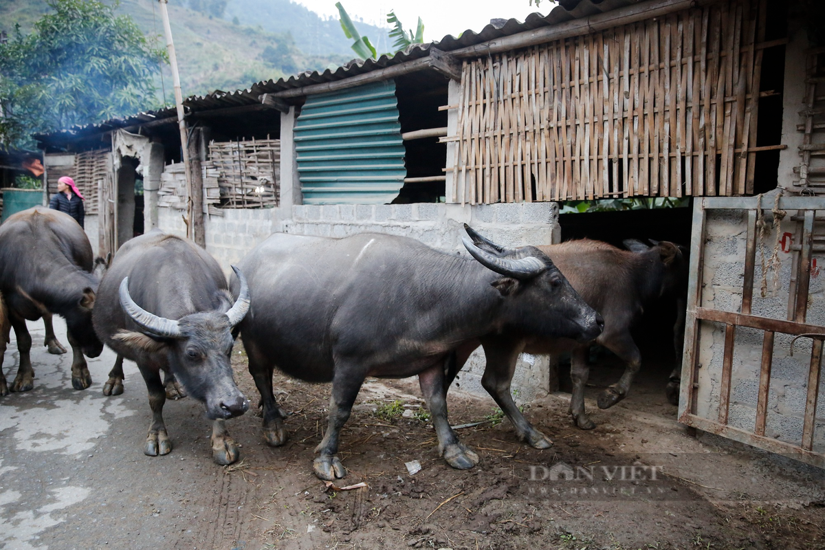 Mặc dù ở nơi có nhiệt độ ấm hơn trung tâm thị xã Sa Pa nhưng gia đình ông Đào Văn Tin (xã Bản Hồ) vẫn lùa trâu về chuồng sau khi biết tin đợt không khí lạnh mạnh tăng cường.