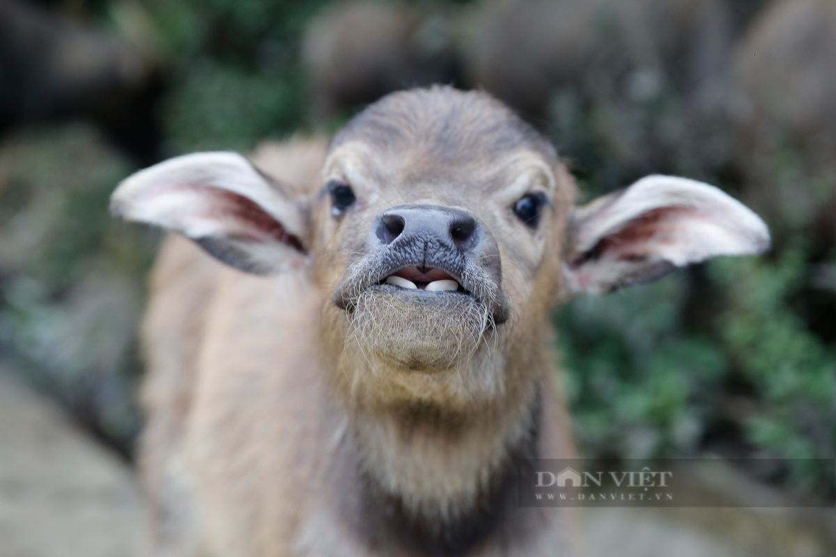 Ông Tin cho biết: "Trong đợt rét này cứ sáng nhà tôi thả trâu lên rừng và chiều tối phải lùa về chuồng để bảo vệ sức khỏe đàn trâu trước đợt rét đậm, rét hại.
