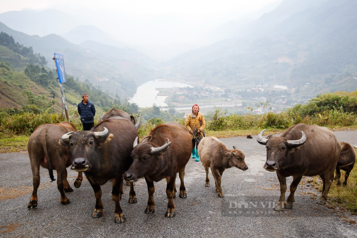 Ghi nhận chiều ngày 17/12 trên đường từ thị xã Sa Pa (Lào Cai) xuống các bản như Lao Chải, Tả Van, Bản Hồ, Mường Bo, để hạn chế nguy cơ giá rét ảnh hưởng đến gia súc, nhiều người dân bản đã vội vã lùa trâu từ rừng về chuồng hoặc di chuyển xuống các vùng thấp hơn để tránh rét.