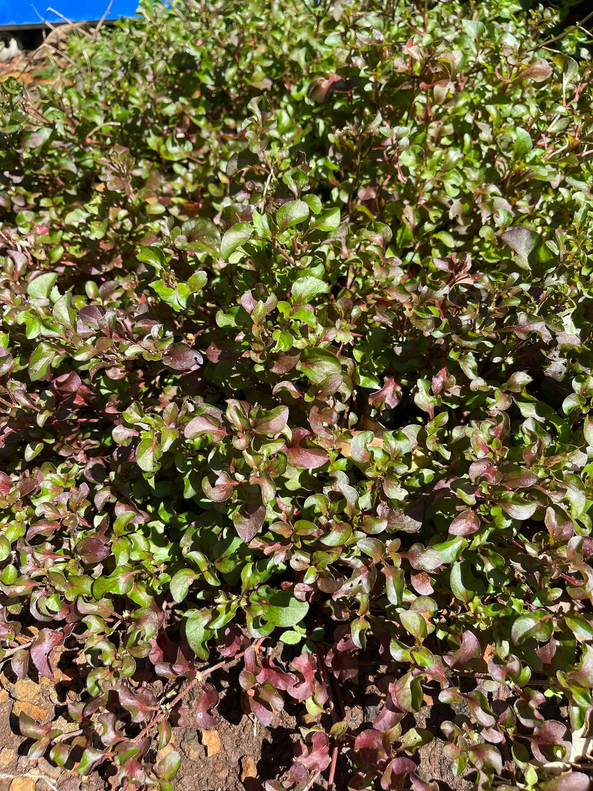 Loai rau lam canh lai co the che bien thanh mon ngon, giau canxi