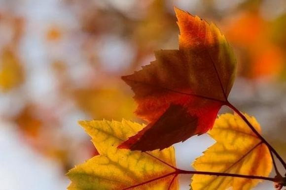 Ve gia dung cho con cai ba loai tien nay, se phan tac dung