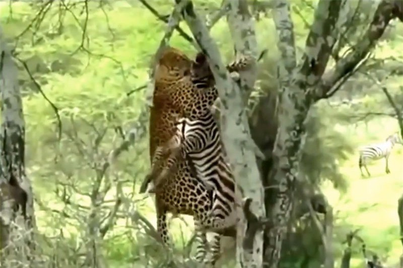 Video: Báo hoa mai giết ngựa vằn, đưa xác lên cây ăn thịt Video: Bao hoa mai giet ngua van, dua xac len cay an thit