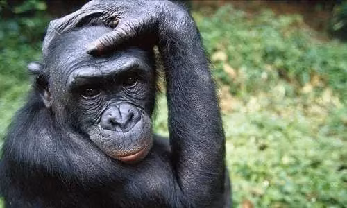 Dieu gi xay ra voi con tinh tinh dau tien bay vao vu tru?-Hinh-2