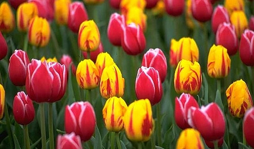 Vào thế kỷ 17, hoa trở thành loại hàng hóa thu hút sự chú ý. Và nhu cầu về hoa tulip là lớn nhất, bởi đây là loại hoa không chỉ đẹp mà còn có rất nhiều chủng loại để nghiền ngẫm.