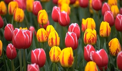 Vào thế kỷ 17, hoa trở thành loại hàng hóa thu hút sự chú ý. Và nhu cầu về hoa tulip là lớn nhất, bởi đây là loại hoa không chỉ đẹp mà còn có rất nhiều chủng loại để nghiền ngẫm.