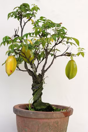 Các loại cây này có nhiều mức giá khác nhau, dao động 10.000 - 80.000 đồng với cây con và 100.000 - 300.000 đồng với cây lớn.