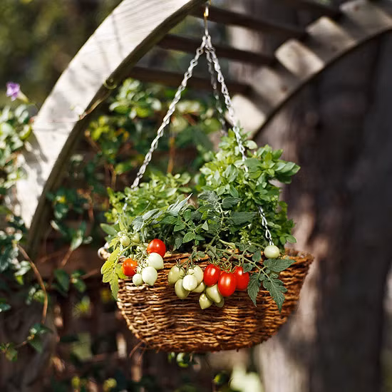 Để phù hợp với việc trồng trong nhà, các loại cây này được cắt, ghép sao cho kích thước của chúng nhỏ gọn, dễ chăm sóc và mau cho quả nhất.