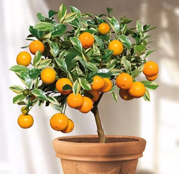 Khách hàng có thể dễ dàng đến các điểm kinh doanh giống cây trồng trong tỉnh hoặc lên mạng để tìm hiểu thông tin và đặt mua các giống cây ăn trái trồng chậu.