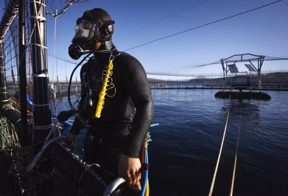 Người thợ lặn chuẩn bị lặn xuống dưới hồ để kiểm tra các lồng nuôi cá tại một trang trại cá hồi của công ty Huon Aquaculture Group ở vịnh Hideaway, Tasmania.