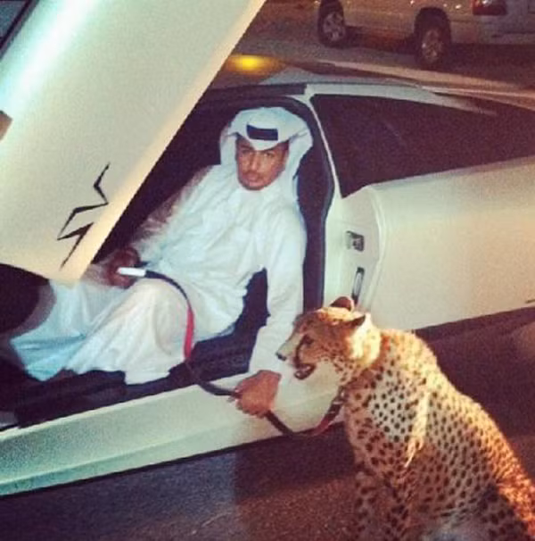 Mohammad Shafiq, một doanh nhân 42 tuổi, rất tự hào khi được hỏi về chú báo cưng thường xuyên đi lảng vảng trên các mái nhà của khu biệt thự riêng giữa trung tâm Kabul sầm uất.