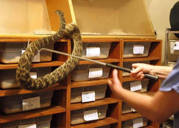 Số nọc độc rắn của ông thu được chủ yếu để bán cho các đơn vị nghiên cứu khoa học, trường đại học và công ty dược phẩm.