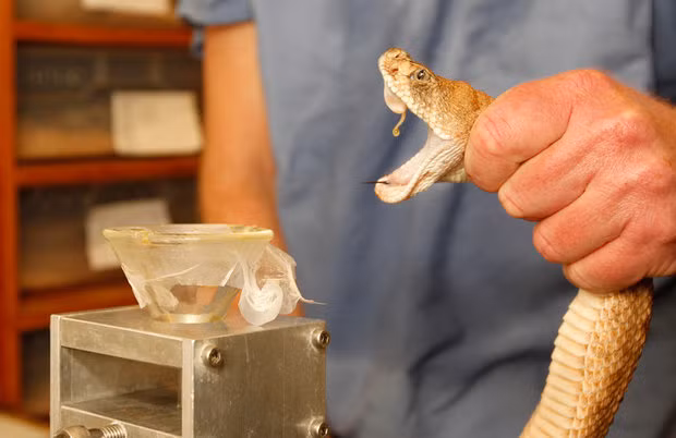 Dù đã làm công việc này thuần thục trong hàng chục năm qua, ông Harrison vẫn bị rắn độc cắn tới 18 lần.