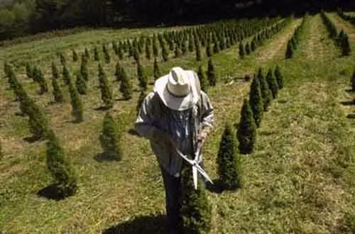 Tuy nhiên, việc chăm sóc để có một cây thông khỏe đẹp không hề đơn giản.