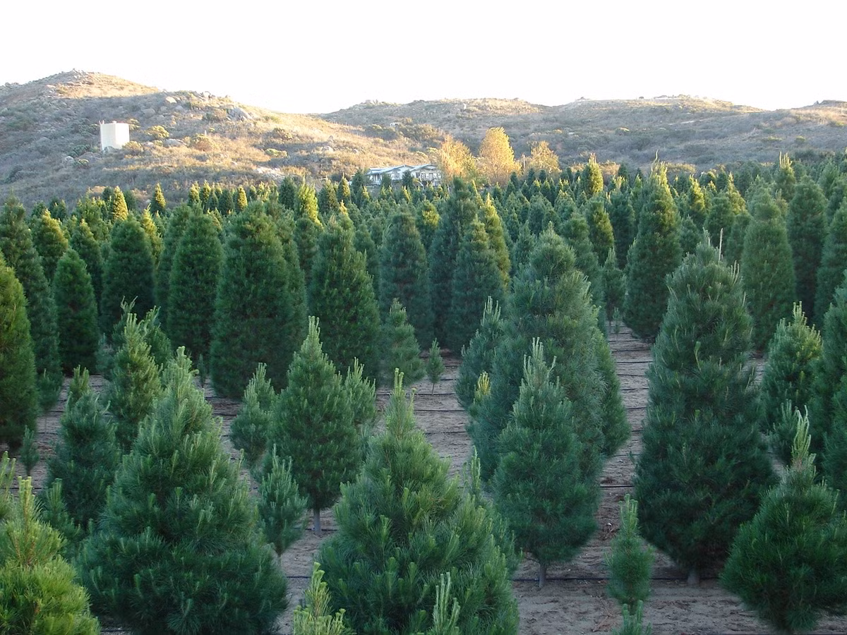 Chăm sóc thông tới lúc trưởng thành cũng là một việc không mấy dễ dàng. Cây thông thường mắc khá nhiều bệnh, tiêu biểu nhất là bị thối rễ, sâu đục gốc.