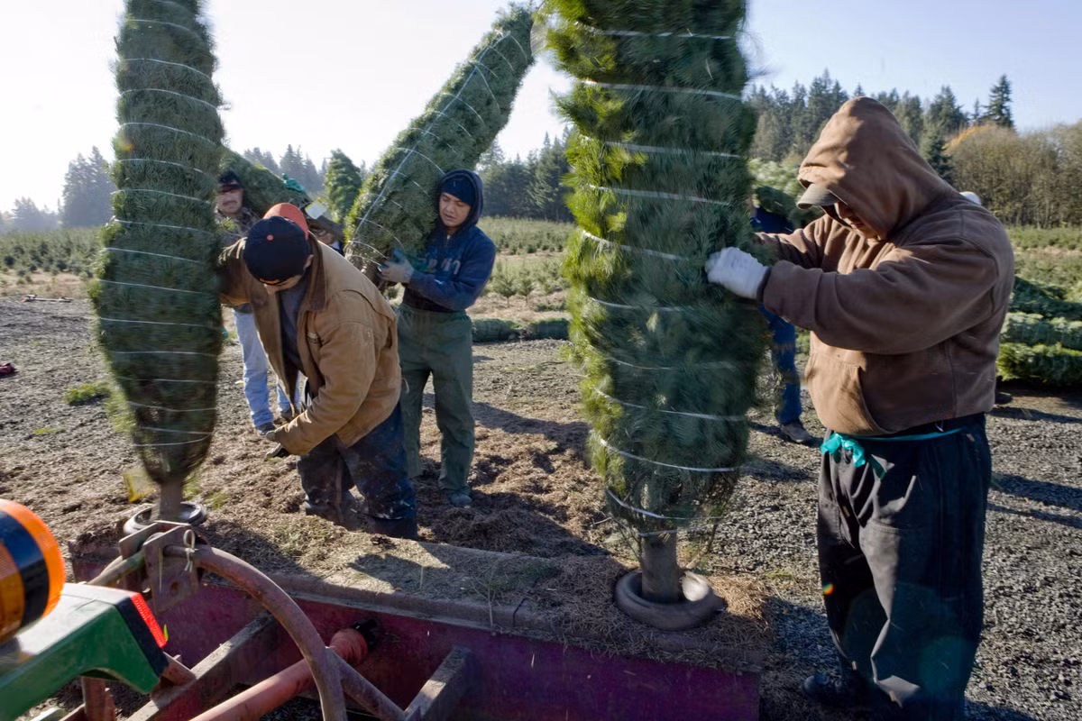 Người ta thường dùng dây hoặc túi lưới để cuốn gọn những cây thông nhằm tiện cho việc vận chuyển đến khách hàng.