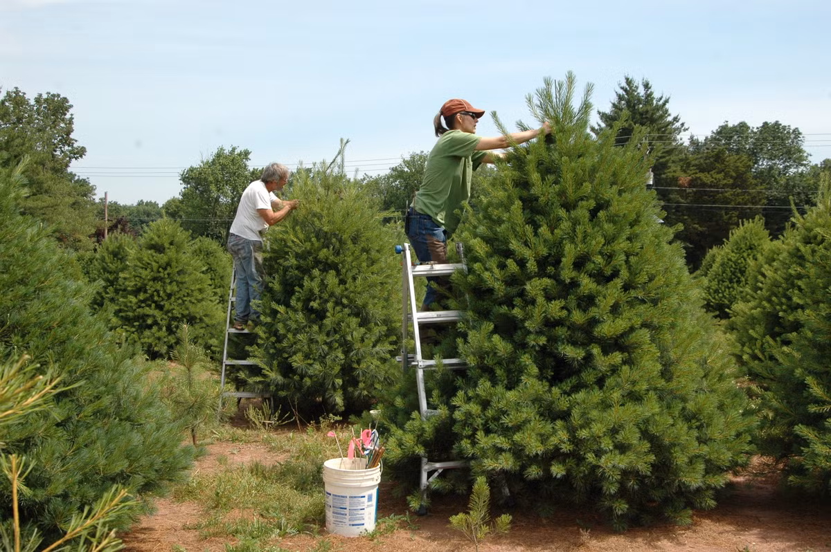 Để cây thông có hình dáng đẹp chuẩn, người trồng thường xuyên phải cắt tỉa từ khi còn nhỏ.