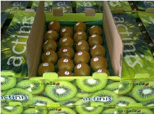 Những trái kiwi được xếp ngay ngắn, đóng hộp cẩn thận trước khi đến tay người tiêu dùng.