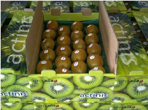 Những trái kiwi được xếp ngay ngắn, đóng hộp cẩn thận trước khi đến tay người tiêu dùng.