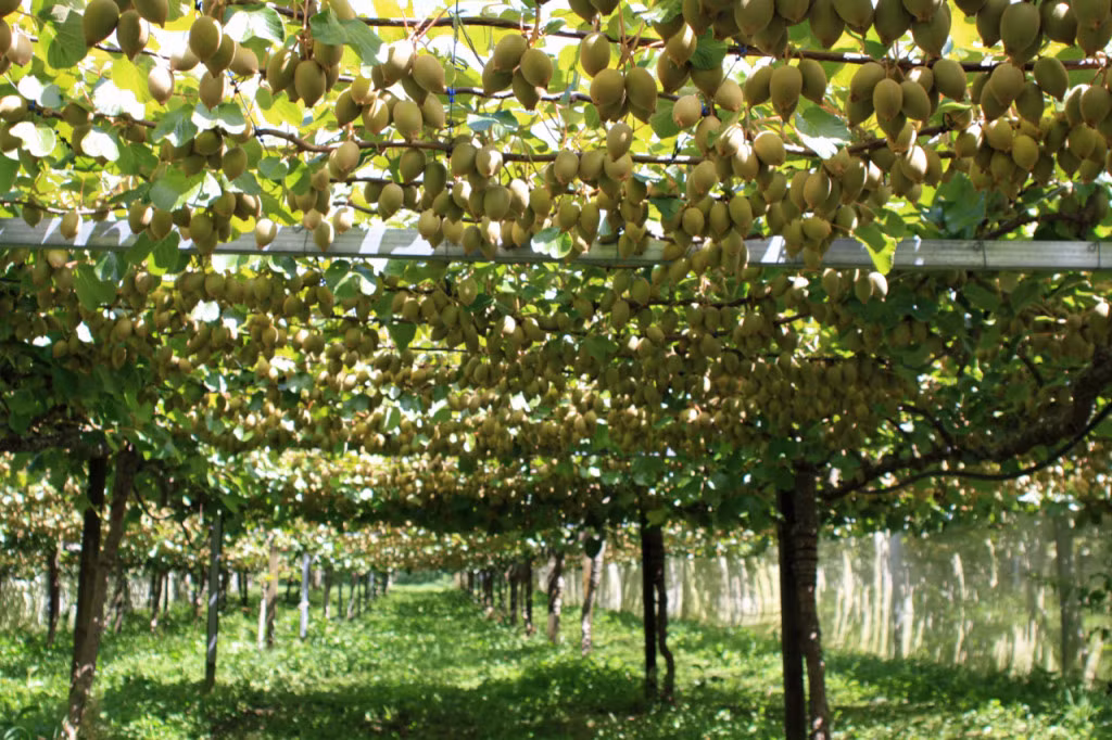 Có nhiều cách ăn kiwi: Người ta có thể gọt vỏ hoặc bổ đôi dùng muỗng nạo ăn ngay hoặc cắt nhỏ trộn với sữa chua, dùng trang trí cho nhiều loại bánh kem, hoặc chế biến thành món salad sữa trái cây.