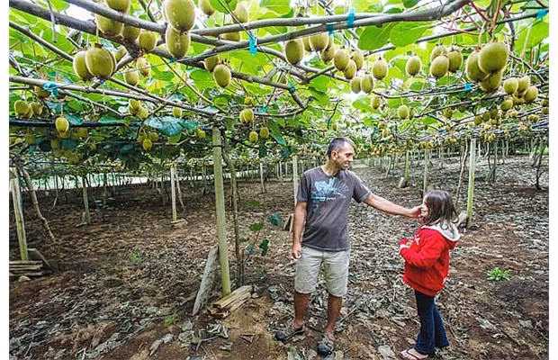Thời gian trồng kiwi kéo dài trong 240 ngày trong năm.