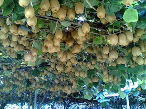 New Zealand có điều kiện khí hậu lí tưởng để trồng kiwi bởi quốc gia này thường có nắng nhẹ, mưa nhỏ và hơi se lạnh vào mùa đông.