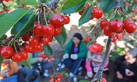 Với giá trị dinh dưỡng cao, quả cherry được nhập khẩu vào Việt Nam từ Mỹ, Australia, Canada. Mùa vụ thu hoạch cherry chín thường vào mùa hè ở Mỹ từ tháng 5 tới tháng 9, mùa thu bắt đầu từ cuối tháng 11 đến giữa tháng 2 tại Australia.