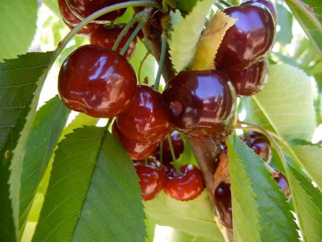 Ngoài ra, cherry chống oxy hóa rất tốt cho tim mạch, bảo vệ cơ thể chống lại bệnh ung thư và hoạt động như một loại thuốc giảm đau, giảm viêm cho các bệnh nhân gout và có bệnh khớp.