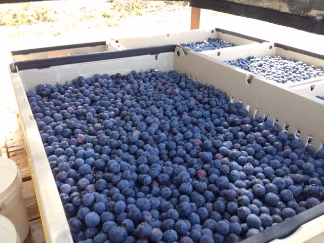 Những thùng việt quất được loại bỏ lá, quả xanh.