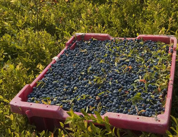  Quả việt quất có chứa anthocyanin, đây chính là sắc tố tạo nên màu xanh đậm cho quả việt quất. Loại chất này có tác dụng vô hiệu hóa các gốc tự do dẫn đến bệnh ung thư và các bệnh liên quan đến lão hóa.