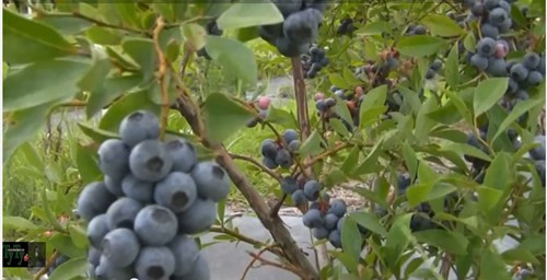 Quả việt quất đen có thể ăn tươi hoặc làm sữa chua trái cây, bánh kẹo hay làm mứt, sấy khô.