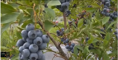 Quả việt quất đen có thể ăn tươi hoặc làm sữa chua trái cây, bánh kẹo hay làm mứt, sấy khô.