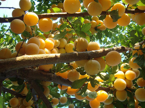 Cây mận nhận được sự chăm sóc chu đáo của chủ vườn cho những chùm trái chín.