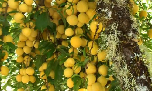 Những cây mận sai trĩu này mang đến lợi ích kinh tế cao bởi quả mọng nước, ngọt, thơm ngon, được nhiều khách hàng ưa chuộng.