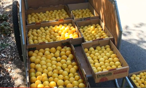 Những thùng mận căng mọng chuẩn bị được phân phối ra thị trường.