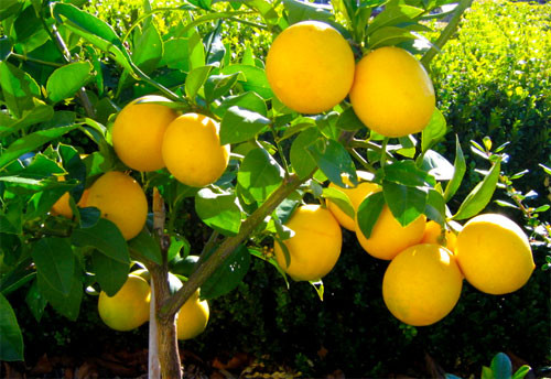 Những trái chanh vàng Meyer có vị ngọt hơn các loại chanh thông thường bởi vì chúng được lai chéo giữa cây chanh và cam.