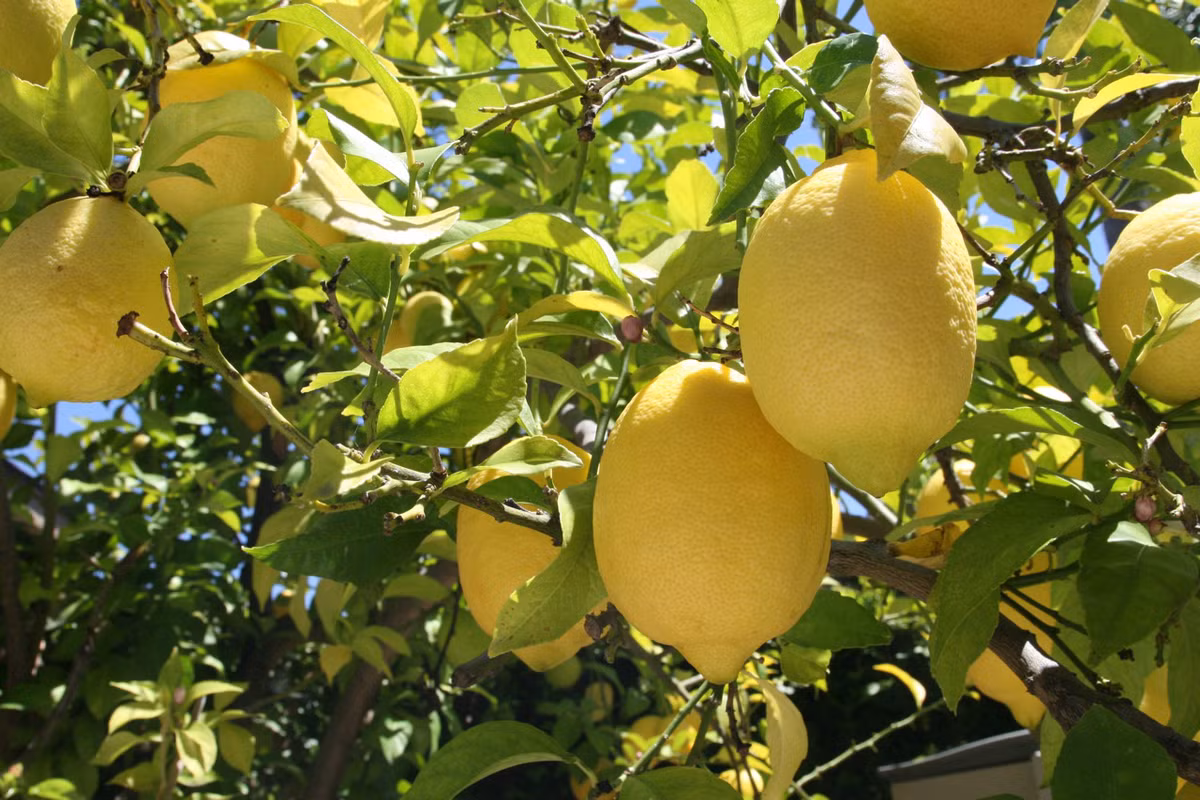 Chanh được nhiều người ưa chuộng vì có vị thơm ngon, chua ngọt, có thể làm nhiều món ăn ngon hoặc pha nước uống thơm mát.