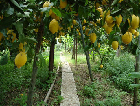 Thế nhưng, để chăm sóc được một vườn chanh quả sai trĩu cũng không phải là công việc đơn giản.
